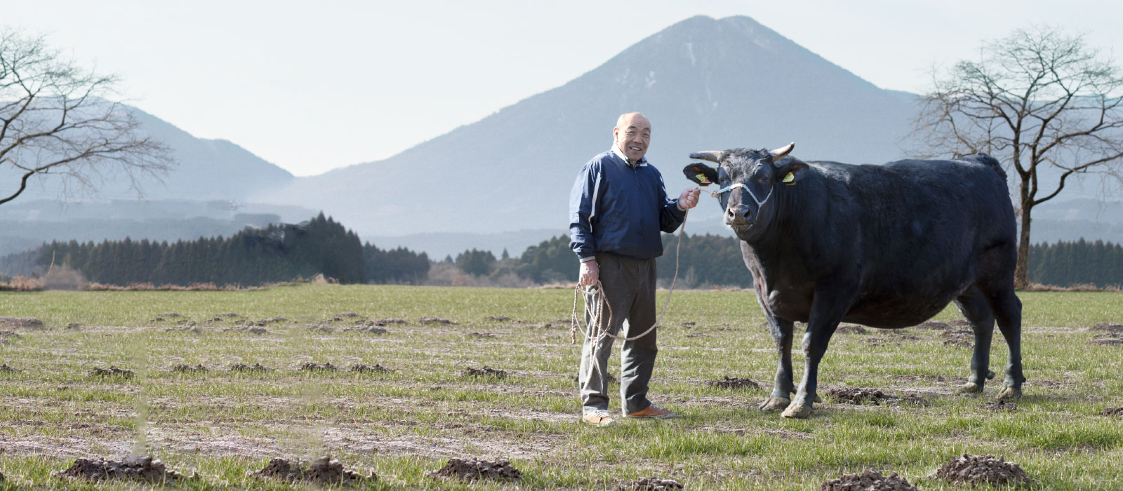 Ensures the cattle’s tenderness.